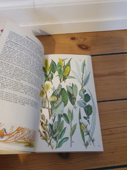 Farve flora, Nordeuropas Vilde planter - Billede 2