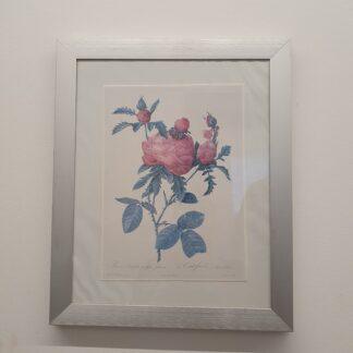 Indrammet billede af rose