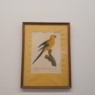 Fugle print fra Barraband pinx