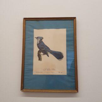 Fugle print fra Barraband pinx